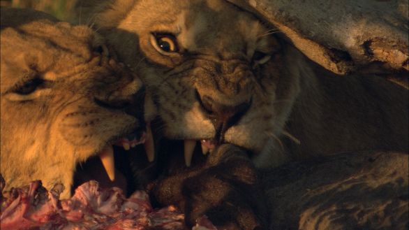 Il momento del pasto La caccia è andata a buon fine e le leonesse possono finalmente banchettare con la preda catturata