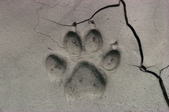 Un'impronta di Orso Grizzly Zoologia - Ursidi - Orso Grizzly (Ursus arctos), impronta