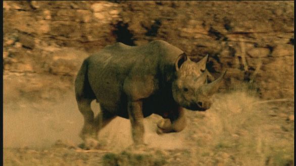 Rinoceronte nero in corsa Verso cosa starà correndo questo esemplare di Rinoceronte Nero?
