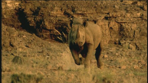 Rinoceronte nero, carica I Rinoceronti sono pericolosi per le loro cariche: non avendo una vista ben sviluppata, caricano tutto quello che non conoscono