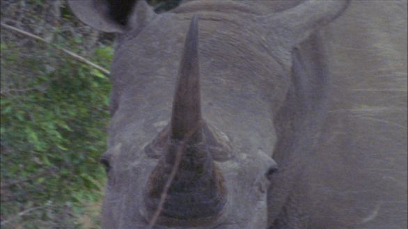 Rinoceronte nero, particolare Un immagine frontale di un Rinoceronte Nero, con una bella prospettiva del corno