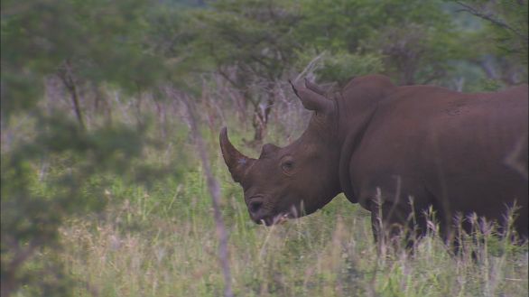 Rinoceronte Nero Un Rinoceronte Nero all'interno del suo habitat, la savana