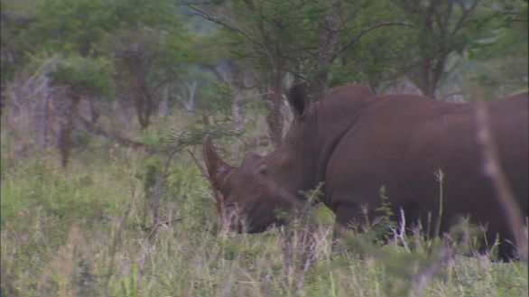 Rinoceronte Nero La savana è l'habitat naturale del Rinoceronte Nero, grande mammifero dotato di corni