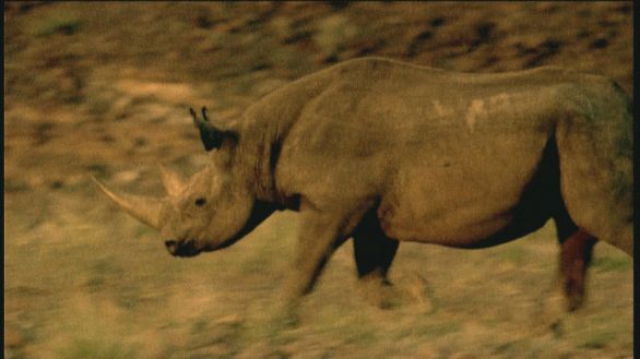 Rinoceronte Nero Un rinoceronte nero in tutta la sua maestosa grandezza