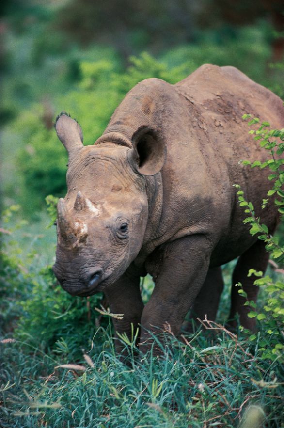 Un rinoceronte nero Zoologia - Rinocerotidi - Rinoceronte nero (Diceros bicornis). 