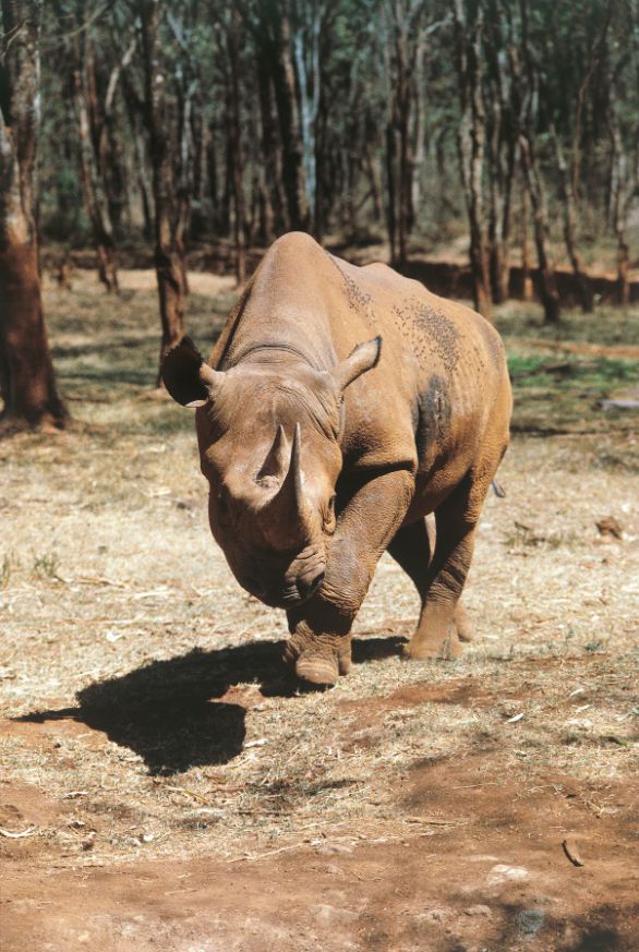 Esemplare di rinoceronte nero oologia - Perissodattili - Rinoceronte nero (Diceros bicornis) 
