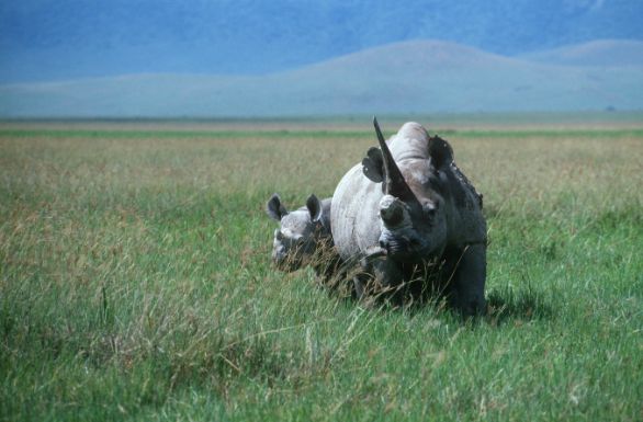 Una mamma col suo cucciolo Zoologia - Rinocerotidi - Rinoceronte nero (Diceros bicornis), con piccolo. 