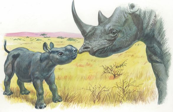 Illustrazione di un rinoceronte nero col suo cucciolo Zoologia. Rinoceronte nero con il cucciolo. Disegno. 