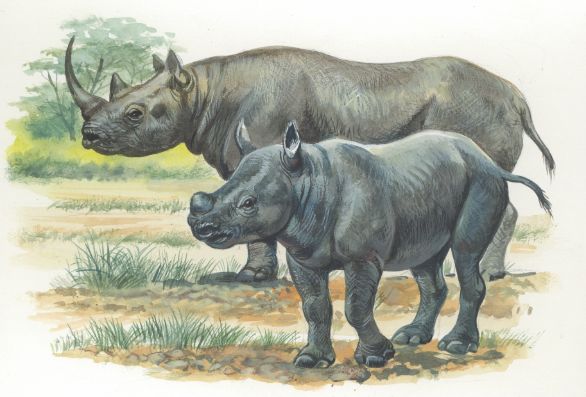 Rinoceronte Nero con il suo cucciolo, illustrazione Zoologia. Rinoceronte nero con il cucciolo. Disegno. 
