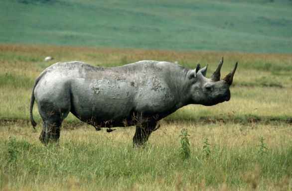Profilo del Rinoceronte Nero Zoologia - Rinocerotidi - Rinoceronte nero (Diceros bicornis). Tanzania, Ngorongoro Conservation Area