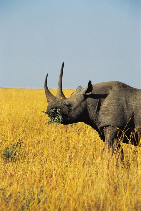 Un Rinoceronte che mangia Zoologia - Rinocerotidi - Rinoceronte nero (Diceros bicornis). Kenya, Masai Mara Game Reserve