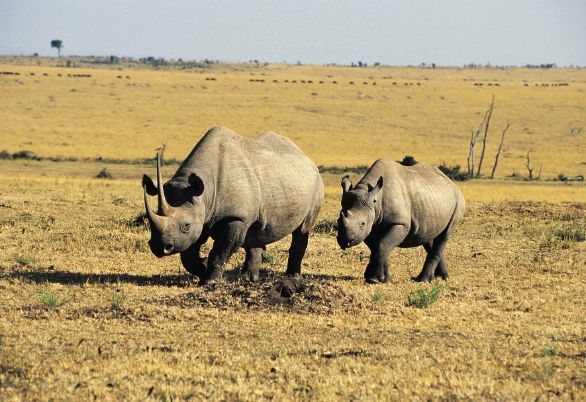 Mamma rinoceronte con il suo piccolo KENYA: MASAI MARA RINOCERONTI (DICEROS BICORNIS) 