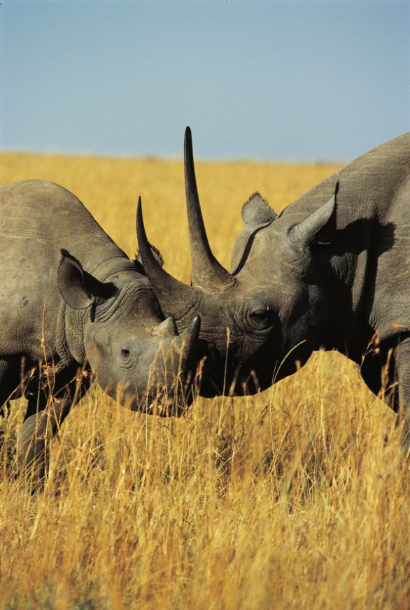 Due Rinoceronti Neri si fanno le coccole Zoologia - Rinocerotidi - Rinoceronte nero (Diceros bicornis). Kenya, Masai Mara Game Reserve 