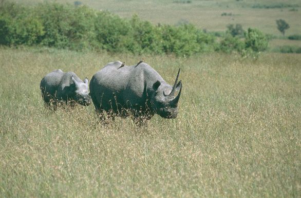Una coppia di Rinoceronti Neri Zoologia - Rinocerotidi - Rinoceronti nero (Diceros bicornis). Kenya, Masai Mara Game Reserve