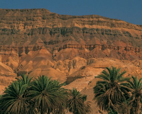 Egitto, Sinai Polvere e pioggia sono interrotte da rara, tenace vegetazione nello scenario del Sinai, vicino alla localita di Sharm El Sheikh, estrema propaggine di terra sul Mar Rosso.
