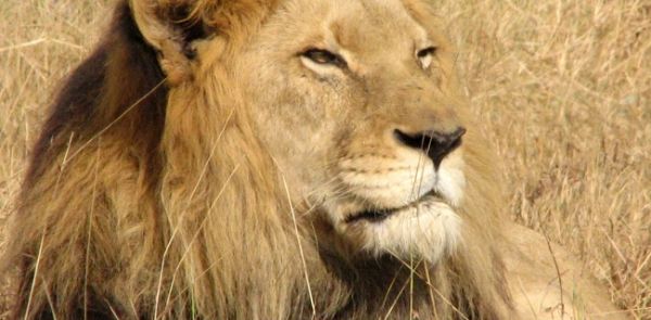 leone-primo-piano-rid