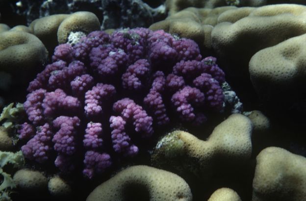 Acropora