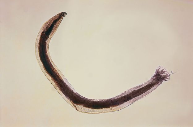 Ancylostoma-duodenale