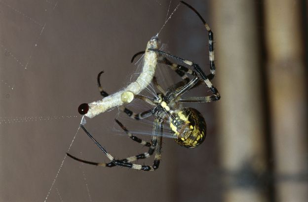 Argiope-bruennichi
