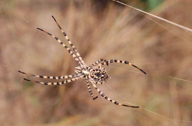 Argiope-lobata