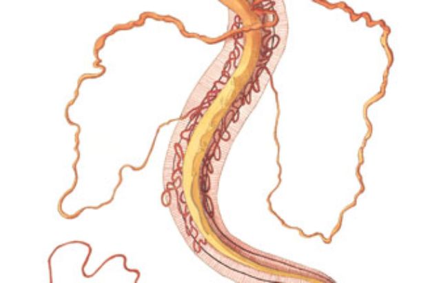 Ascaris-lumbricoides