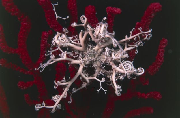 Astrospartus-mediterraneus