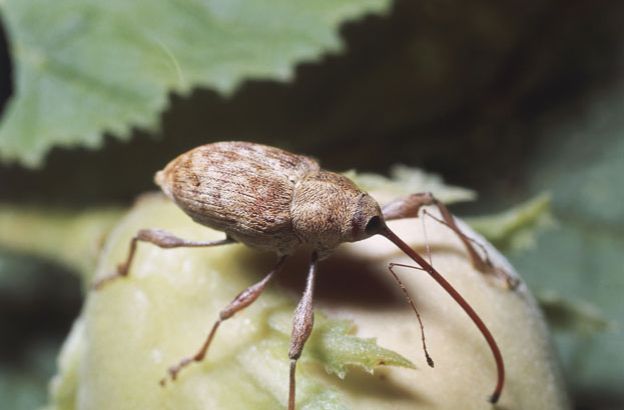 Balanino-del-castagno