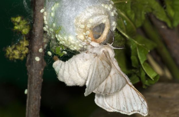 Bombice-del-gelso