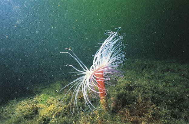 Cerianthus-membranaceus