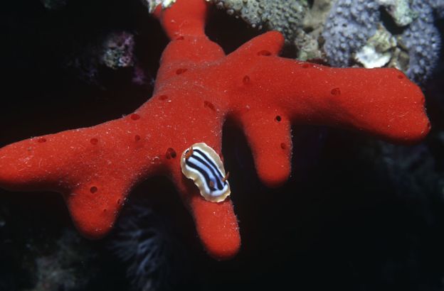 Chromodoris