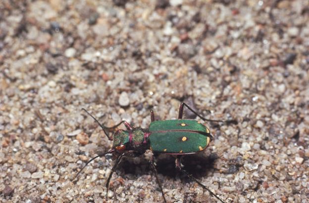 Cicindela