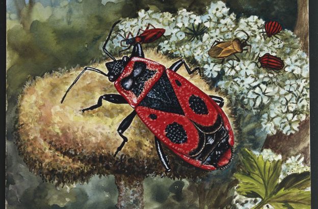 Cimicetta-rossa-e-nera