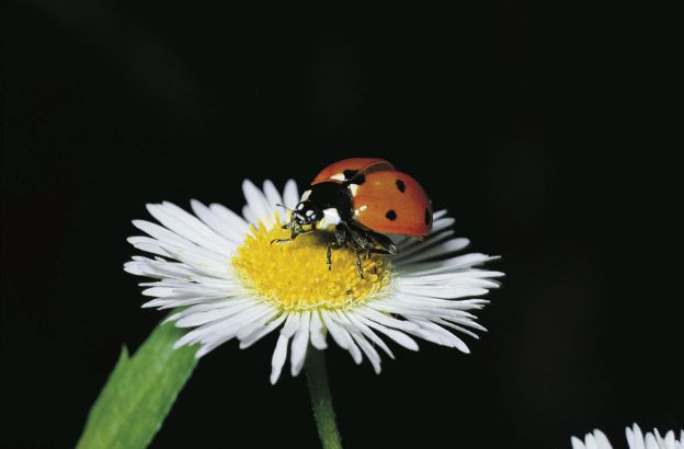 Coccinella-dai-sette-punti