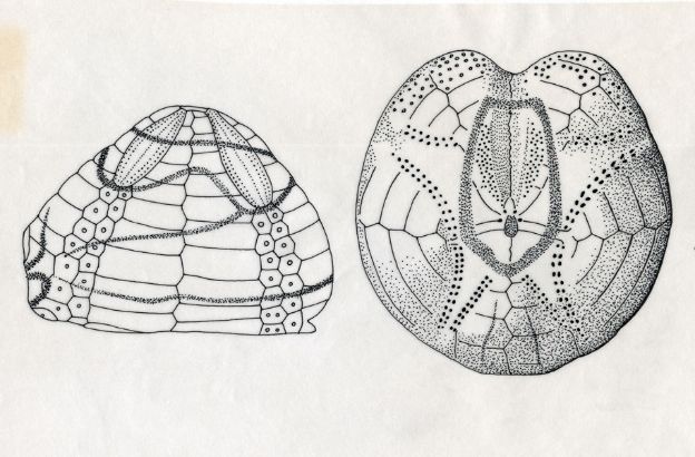 Echinocardium-cordatum