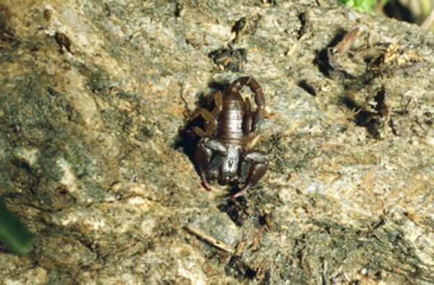 Euscorpius-germanus