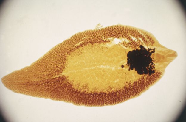 Fasciola-hepatica