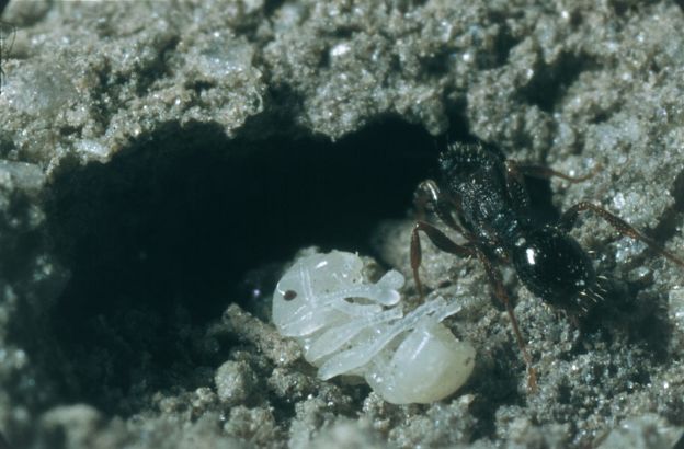 Formica-mietitriceFormica-mietitrice