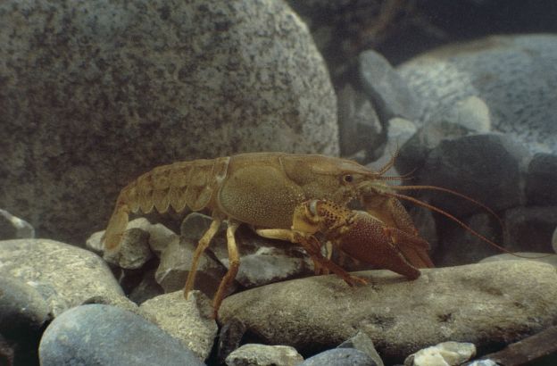 Gambero-d-acqua-dolce