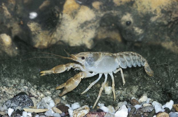 Gambero-di-fiume
