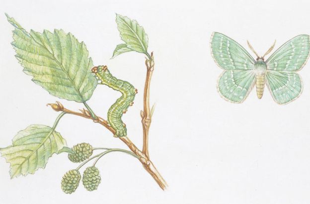 Geometra-papilionaria