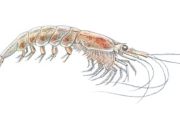 Krill-settentrionale