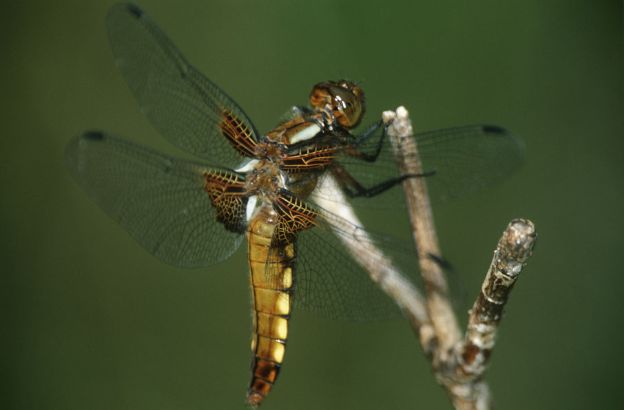 Libellula-quadrimaculata