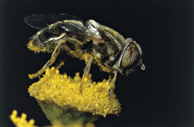 Mosca-domestica