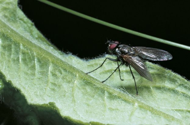 Mosca-grigia-della-carne