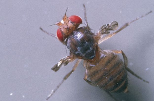 Moscerino-della-frutta