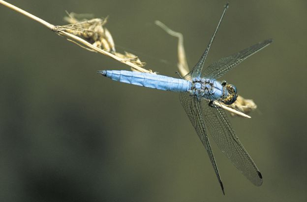 Orthetrum-cancellatum