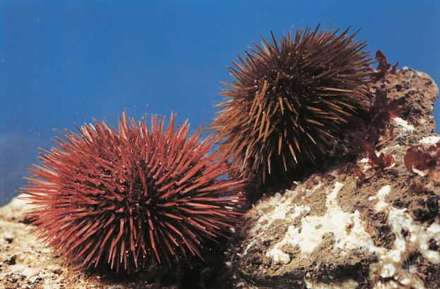 Paracentrotus-lividus