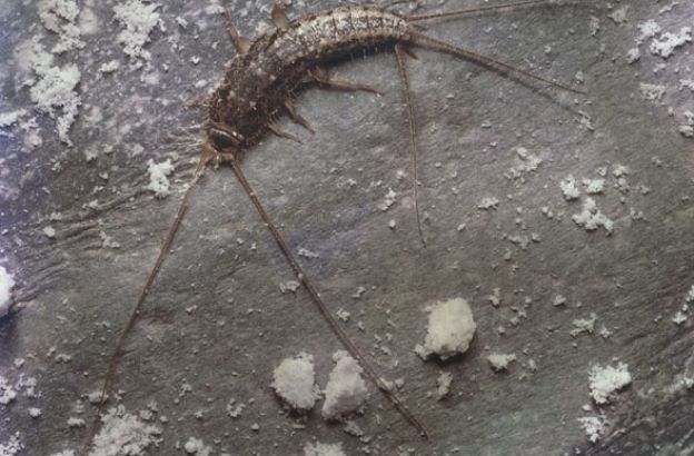 Pesciolino-d-argento