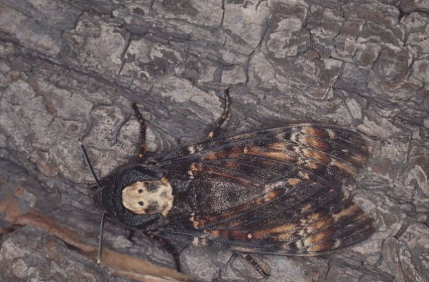 Sfinge-testa-di-morto