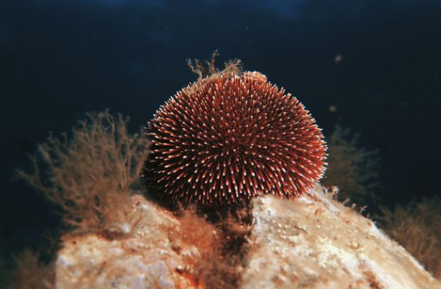 Sphaerechinus-granularis